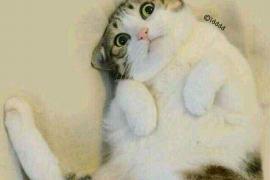 隆阳区综合办催收:高效解决欠款难题 隆阳区综合办催收:高效解决欠款难题